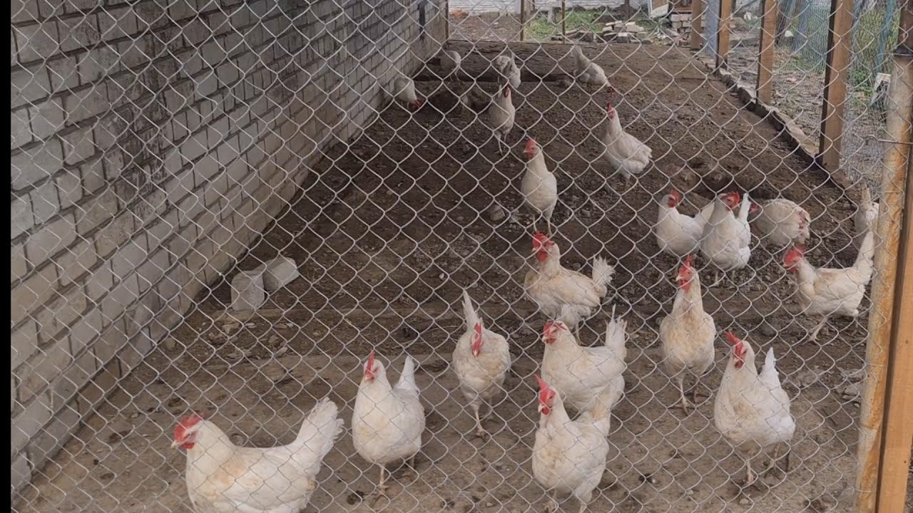 Корм для курей несучок на основі кукурудзи 🌽🥚