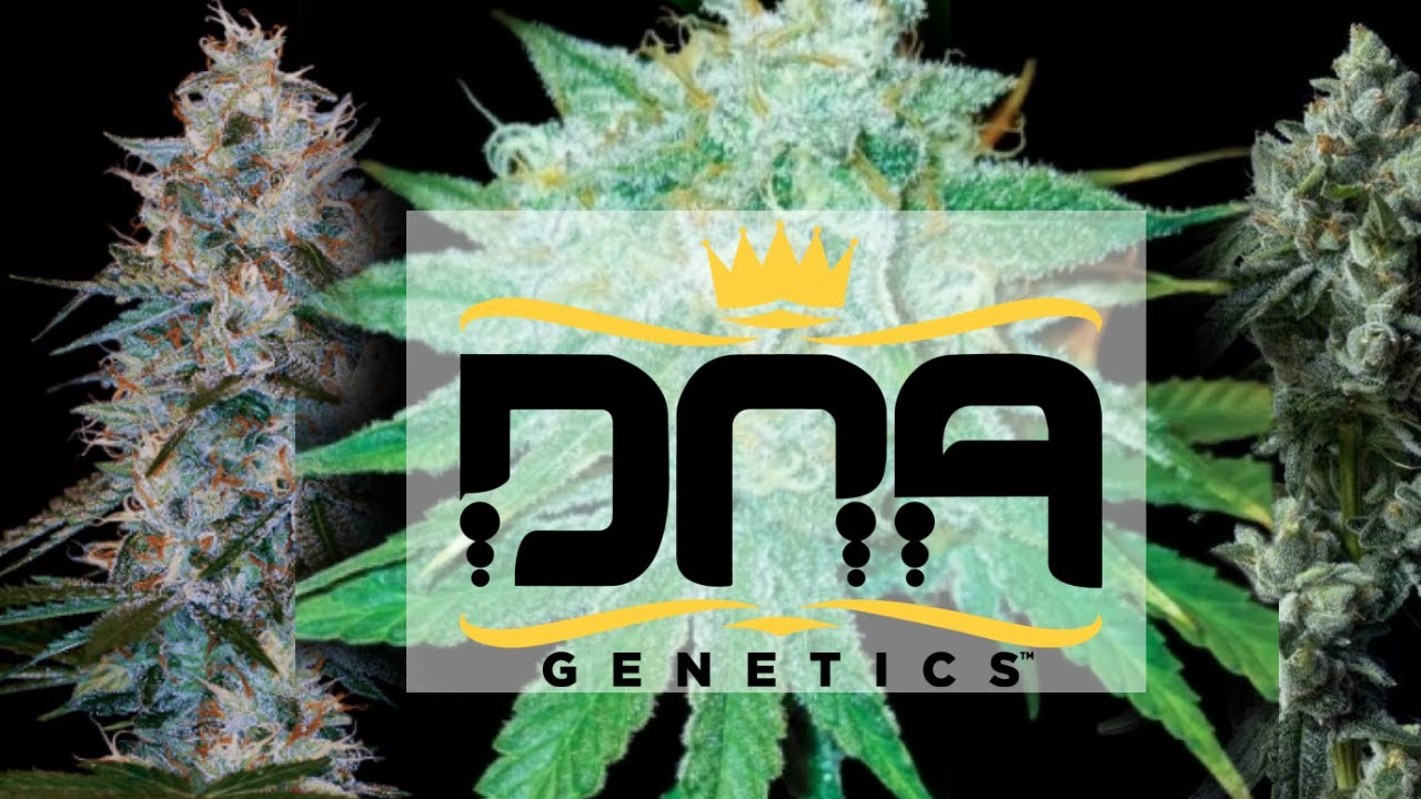 Лучшие сорта от DNA Genetics