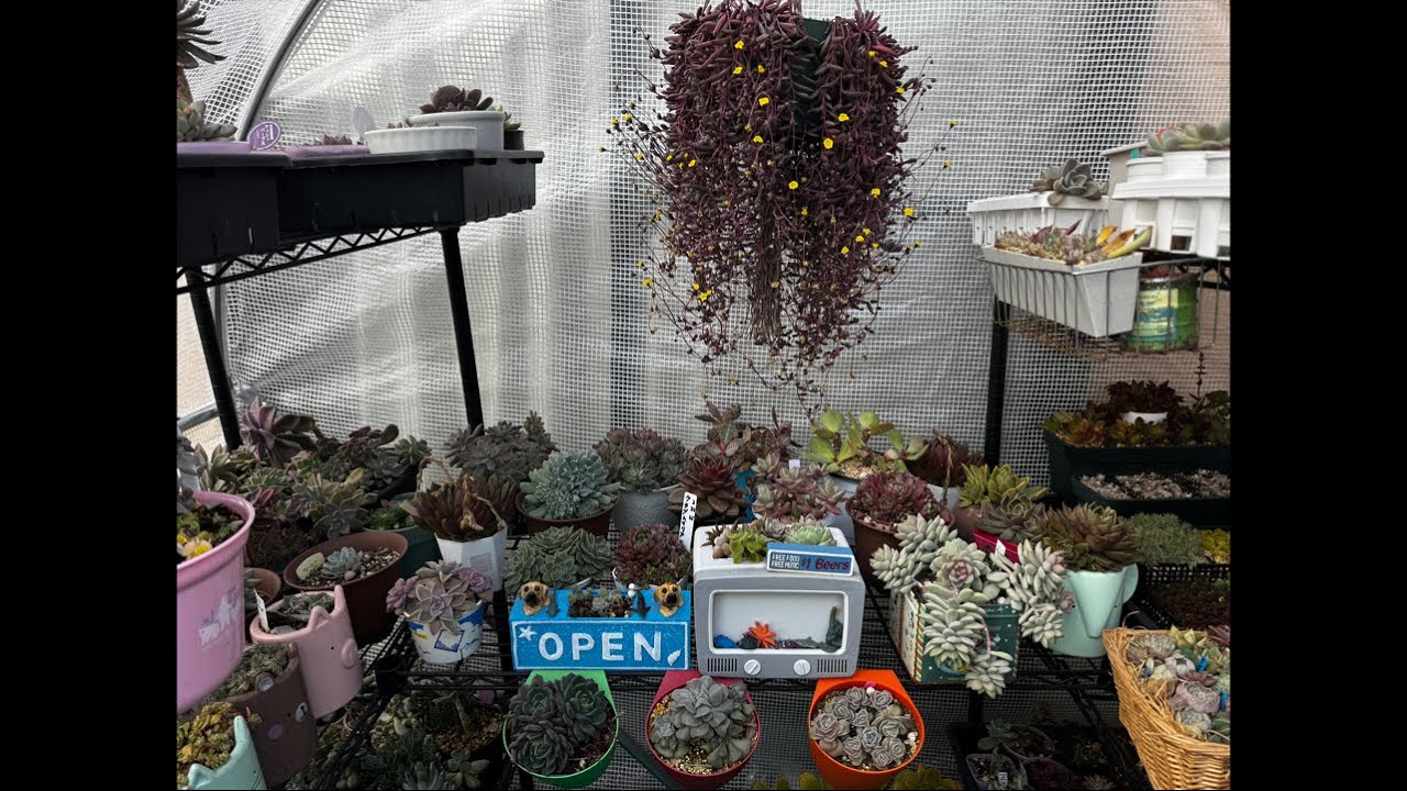 anata aitai is live! super lamig silipin ko ang mga succulents ko