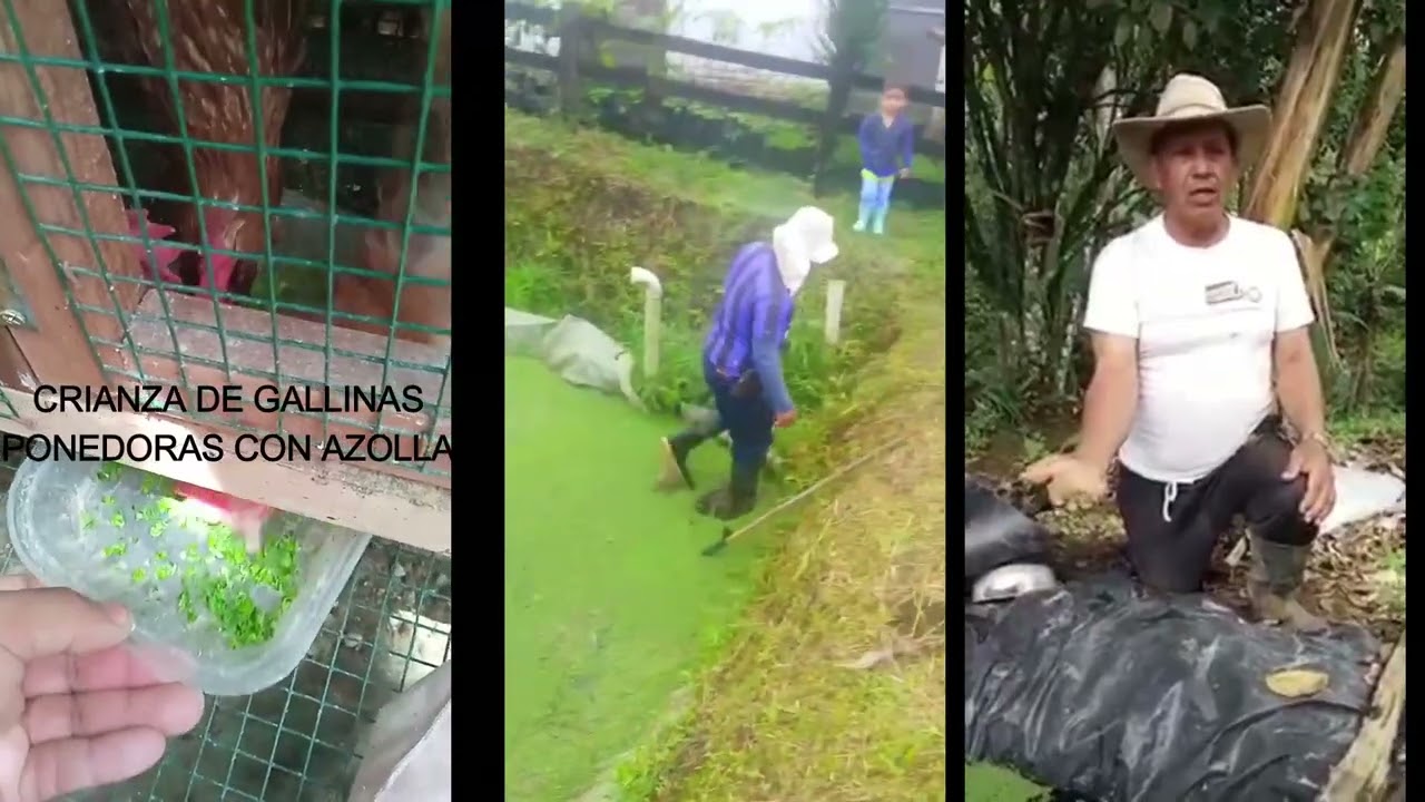 Evidencias del cultivo de #Azolla y usos para la crianza de animales