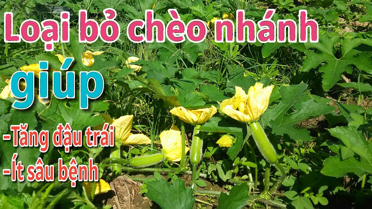 Kỹ thuật trồng bí đao:P17-Giúp bí đao dễ đậu trái, ít sâu bệnh, thu trái được lâu-BÙI THANH NGOAN
