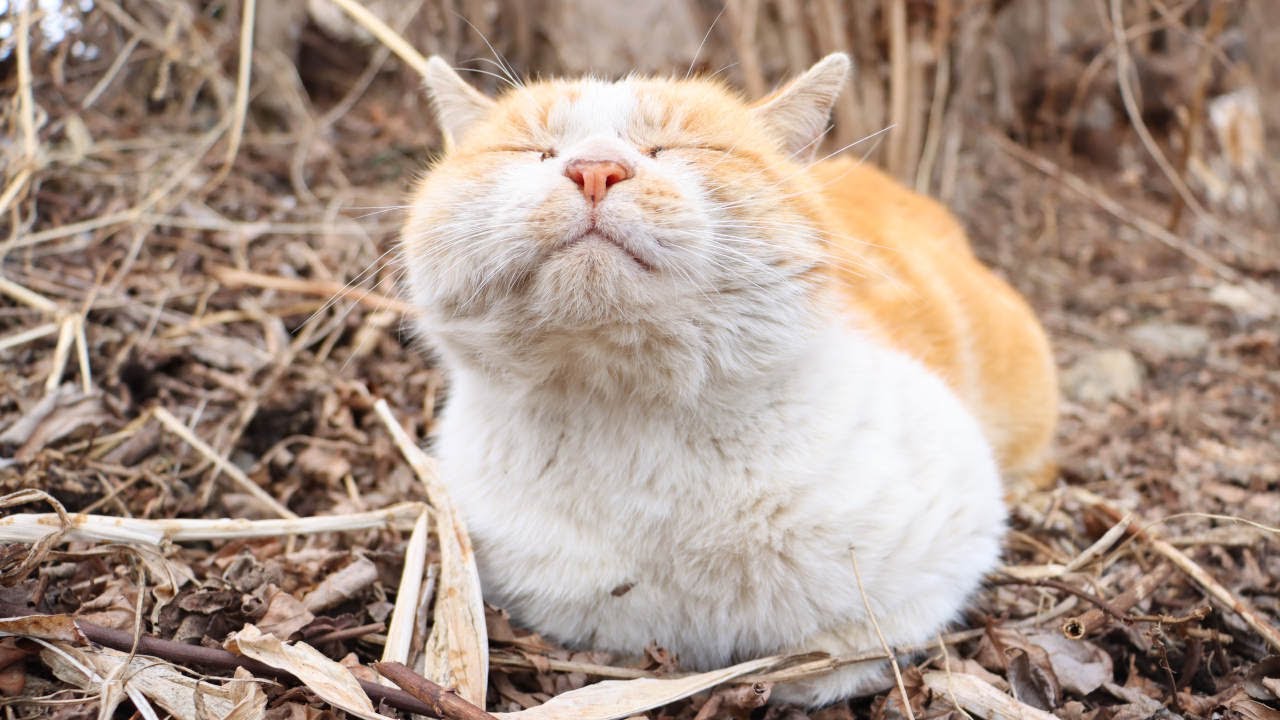 のらねこをなでなで　210305