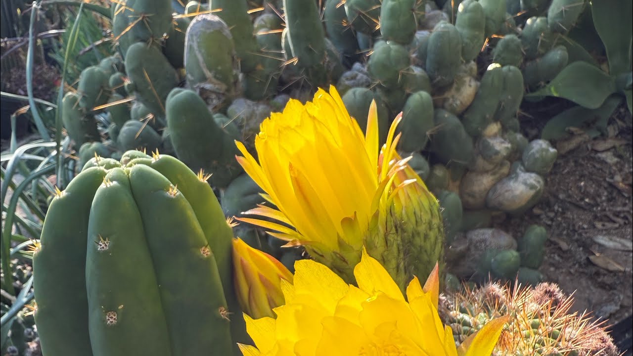 How to Create your own San Pedro Cactus hybrid ! Make unique Trichocereus Cultivars !