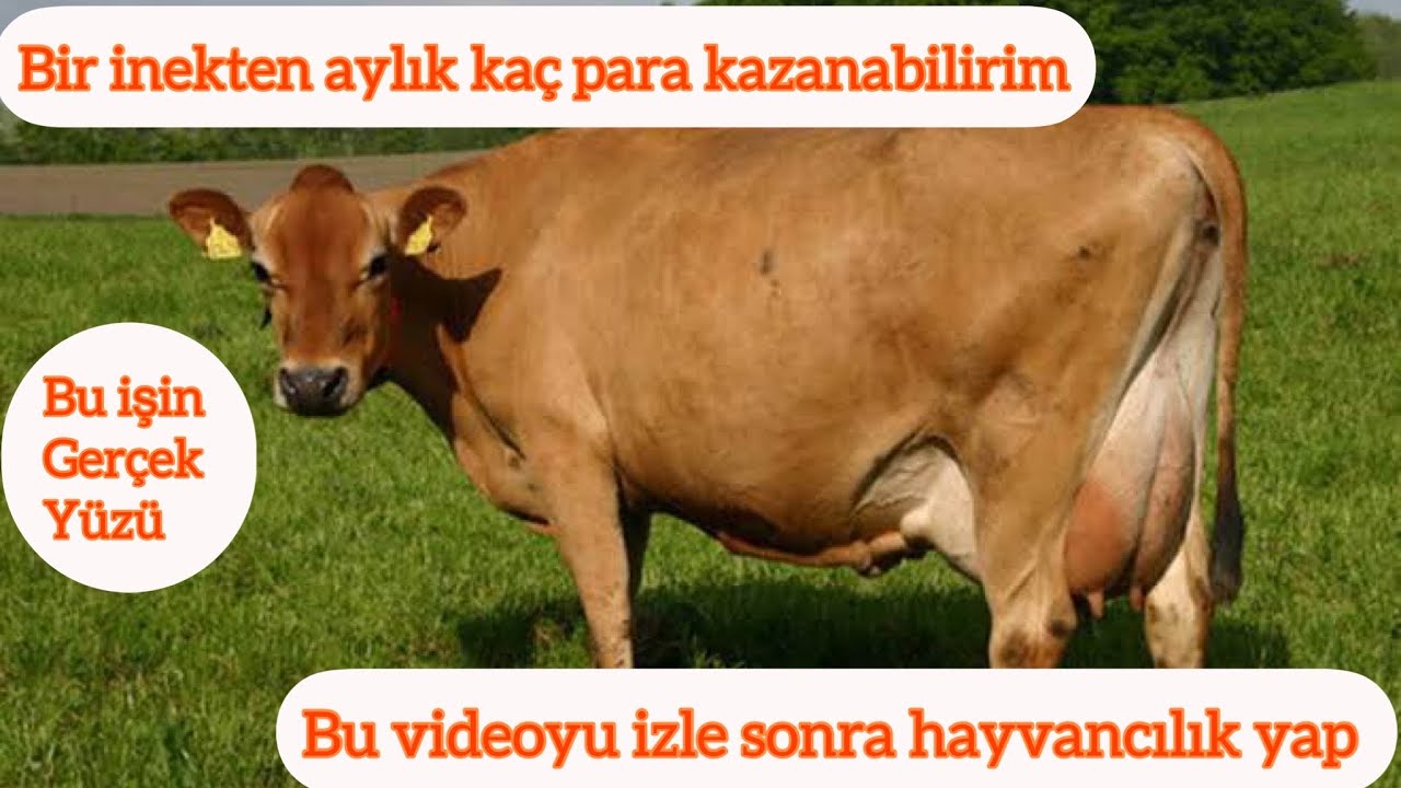 Bir inek ayda kaç para kazandırıyor/Bir inek ayda kaç para yiyor