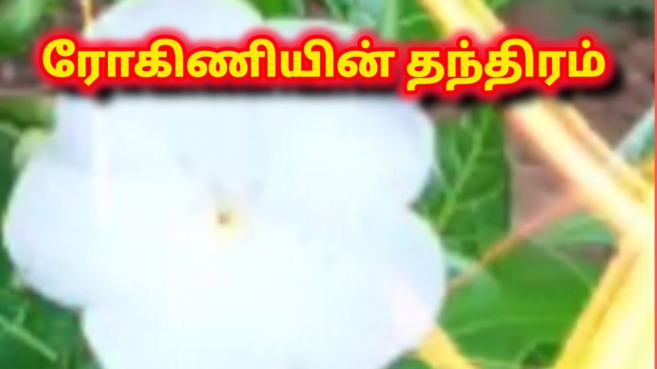 Siragadikka Aasai Prediction |27th to 29th January 2026|ரோகிணியின் தந்திரம் |என் கணிப்பு  