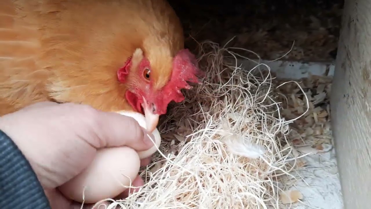 Tootie Tootie STILL Broody!