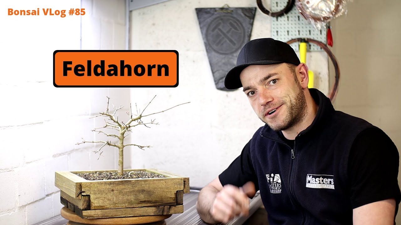 Feldahorn - Acer campestre [Blattschnitt] | Bonsai VLog #85