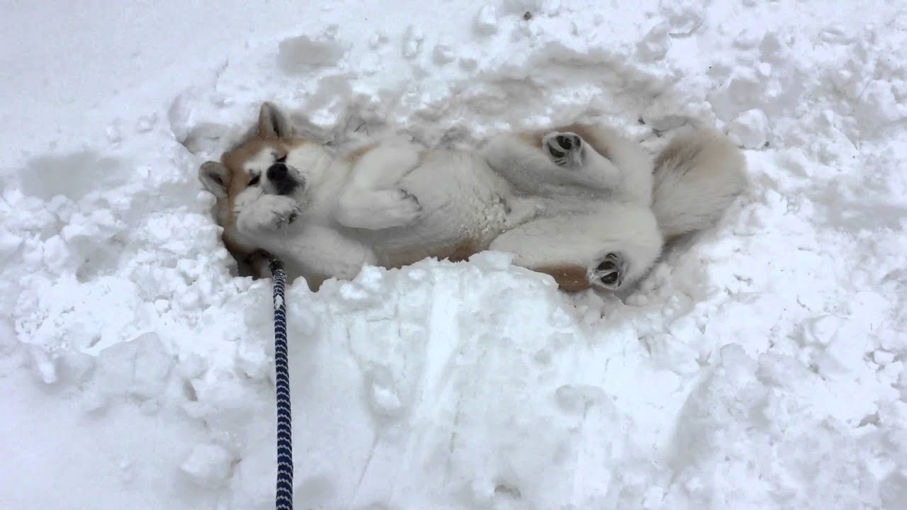 秋田犬かず 帰りたくない