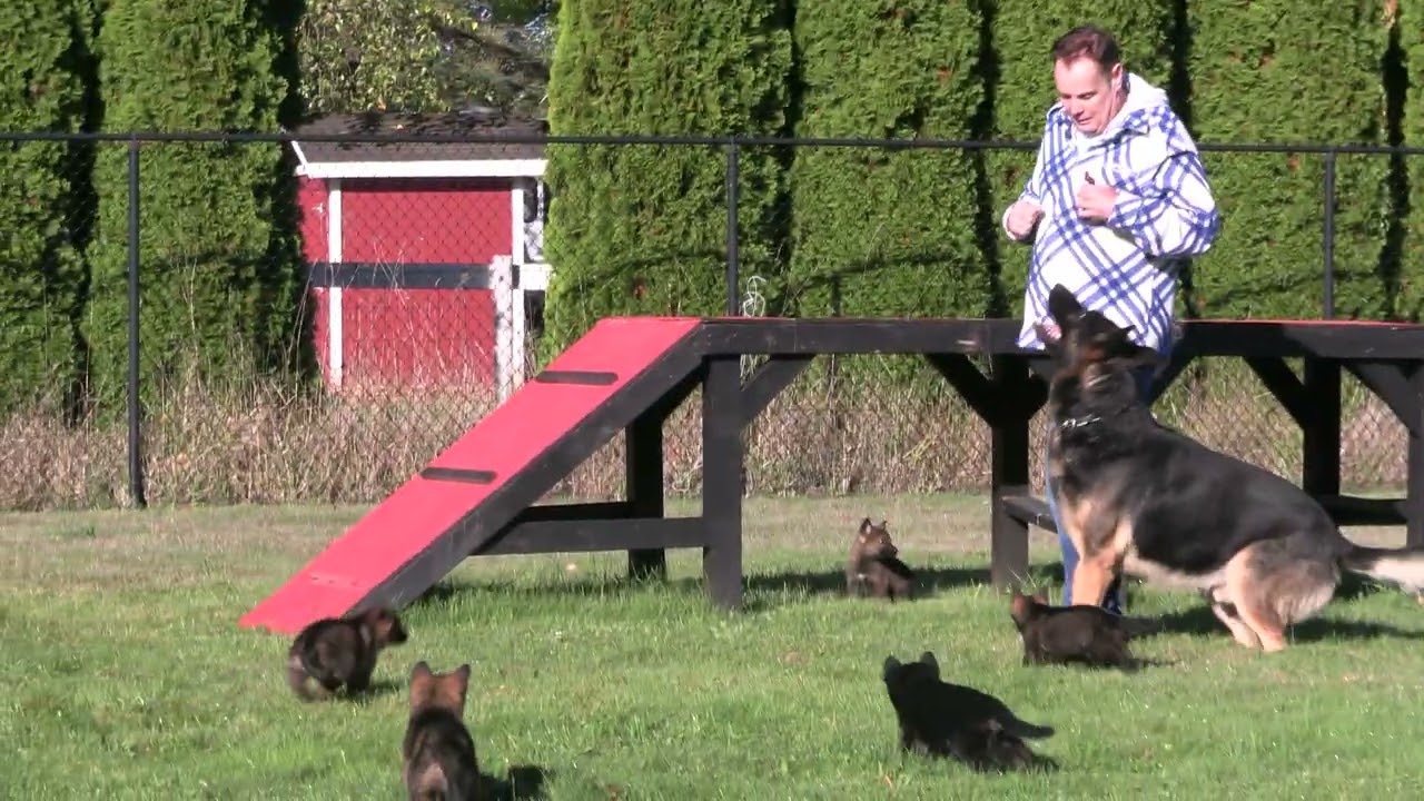 Legacy in Motion-Kraftwork K9 Pro German Shepherds