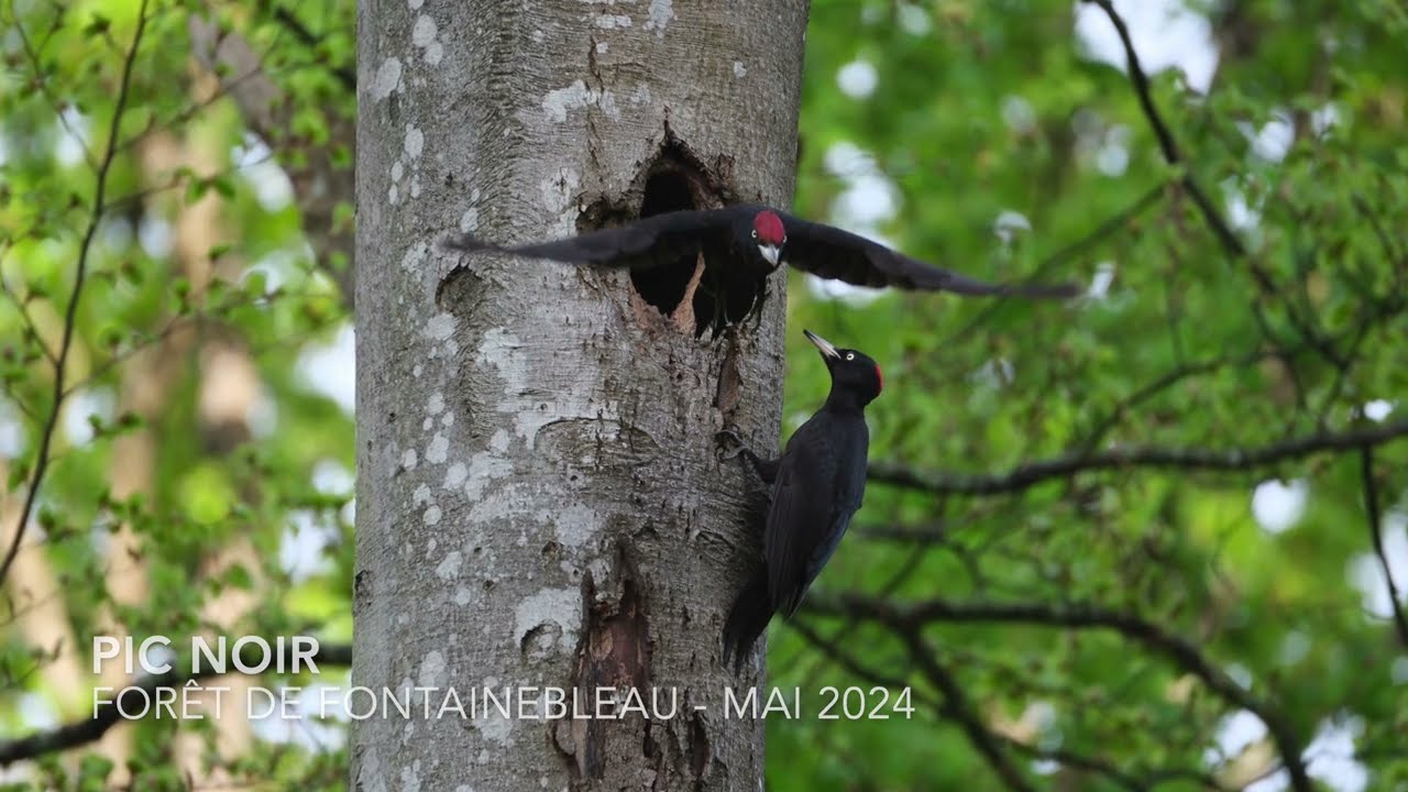 Pic Noir - Un nid en for&ecirc;t de Fontainebleau - Mai 2024