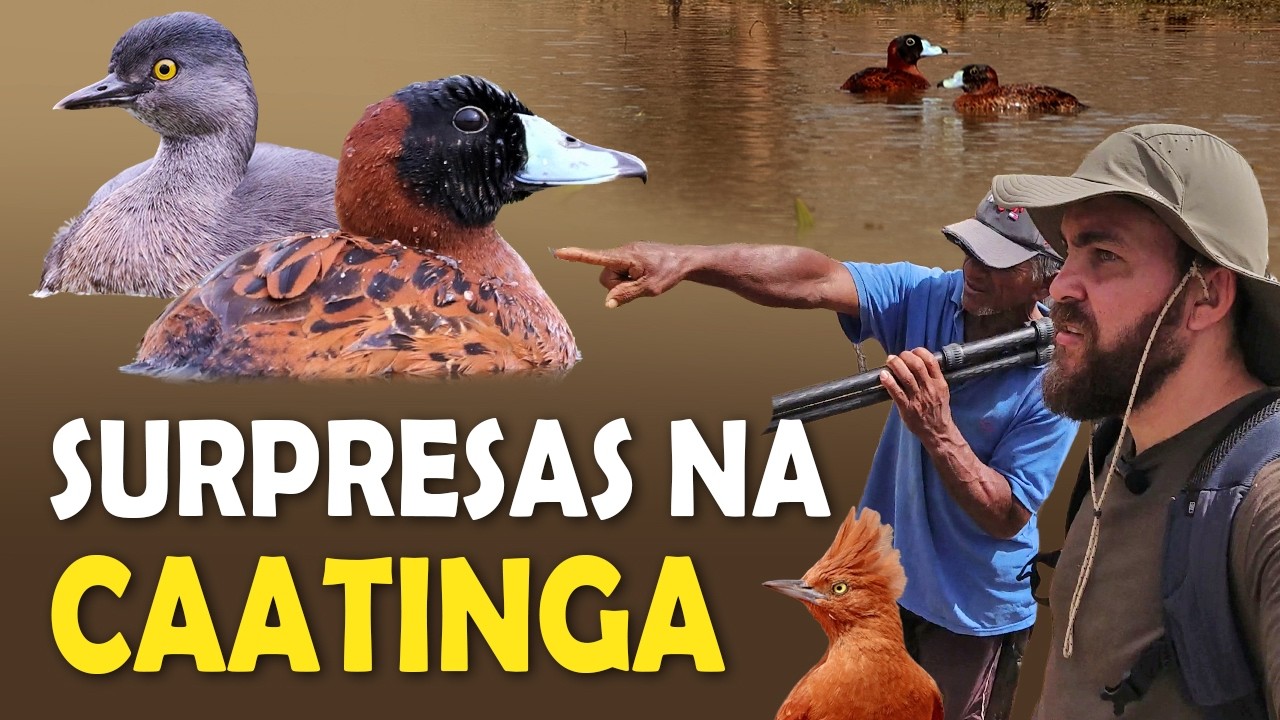 PASSARINHANDO na CAATINGA BAIANA: Muitos Mergulhões, Paturi, Casaca-de-couro e outras aves!