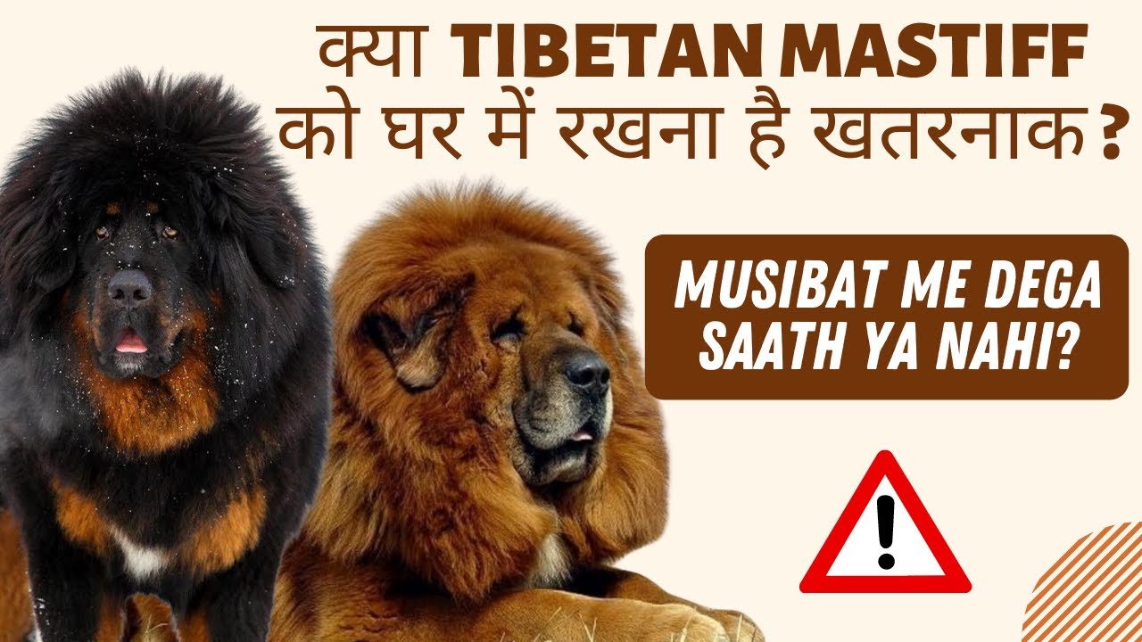 Tibetan Mastiff: The Giant and Expensive Breed | My Honest Review | Baadal Bhandaari