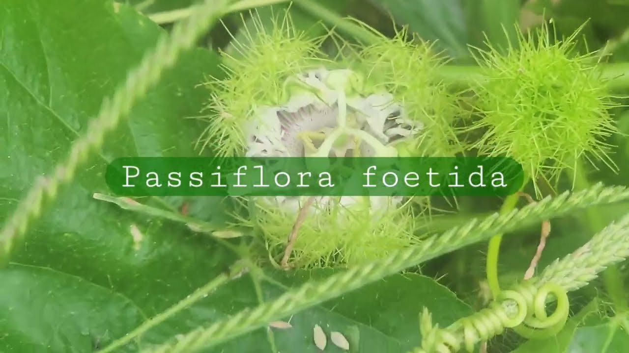 Herbs of medicinal value // 