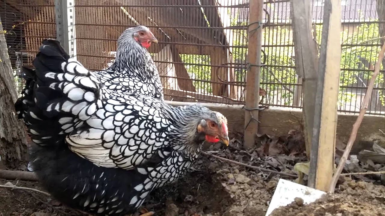 HD SILVER LACED WYANDOTTE CHICKENS POLLO POULET