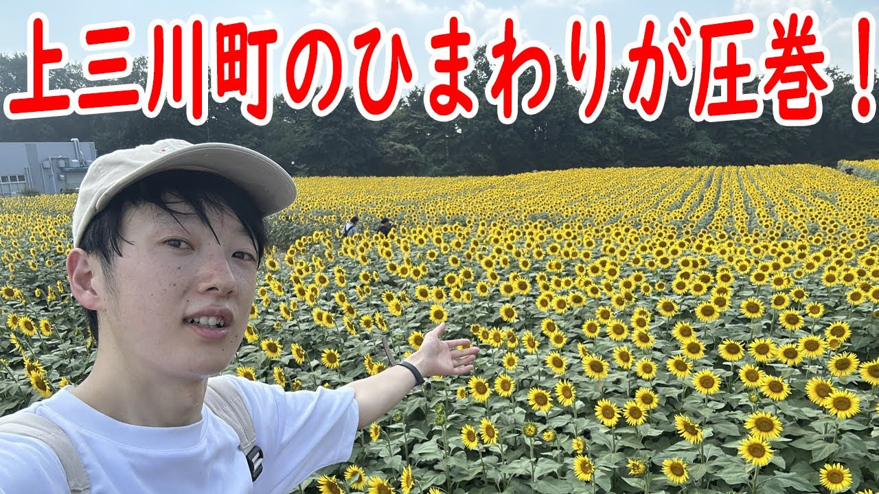 【栃木のご当地検定】かみのかわ検定受験当日&かみのかわサンフラワー祭りに行ってきた！【ひまわりが圧巻】