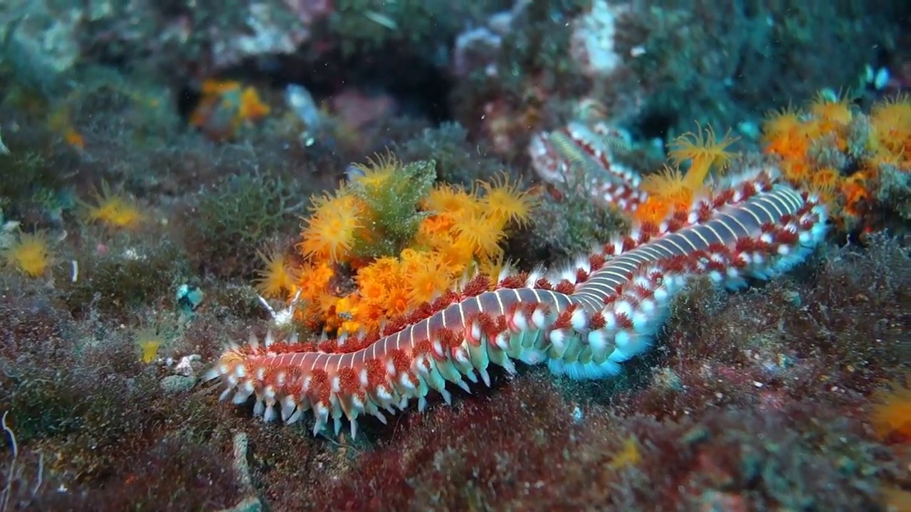 Buceo en La Herradura, agosto de 2018 (diving in La Herradura )
