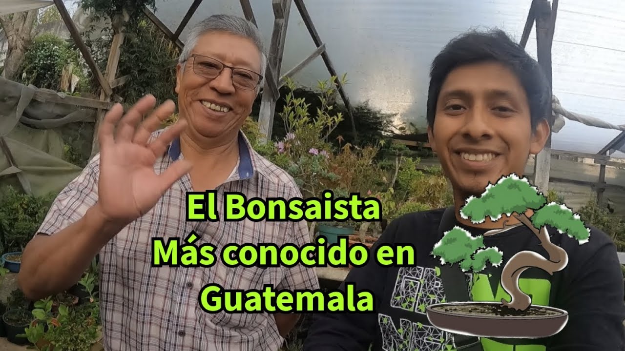 VIVERO EL CIPRESON | el primer vivero de Bons&aacute;i en Guatemala