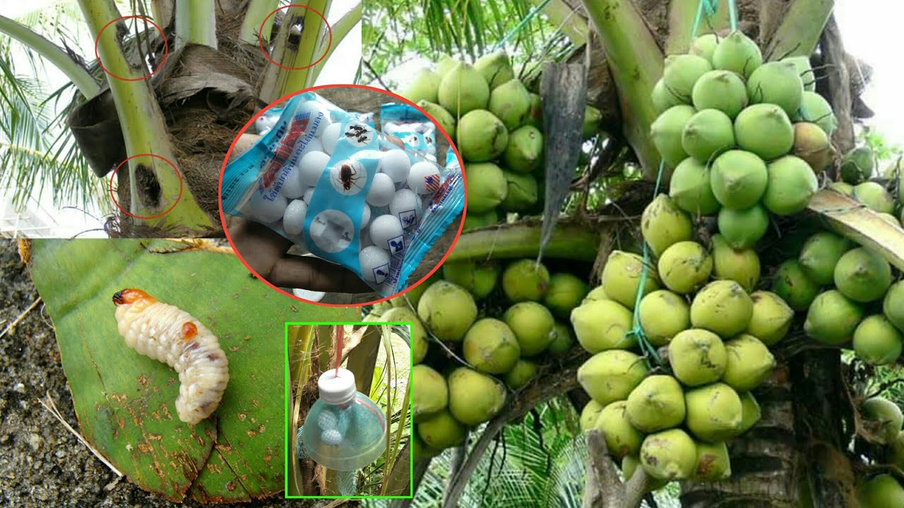 Coconut protection best effective, new techniques, easy work - my agriculture