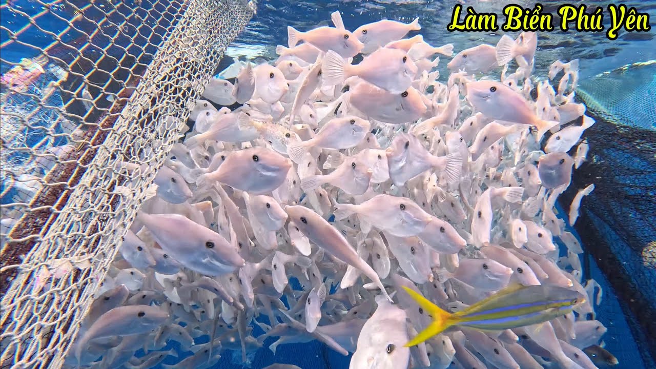 31- MỘT NGÀY TÌM MÉ RÁC - ĐÁNH MẺ CÁ BÒ GIẤY VÀ GIẢI CỨU CHÚ RÙA - CỦA THỢ BẠN 124 @LàmbiểnPhúYên