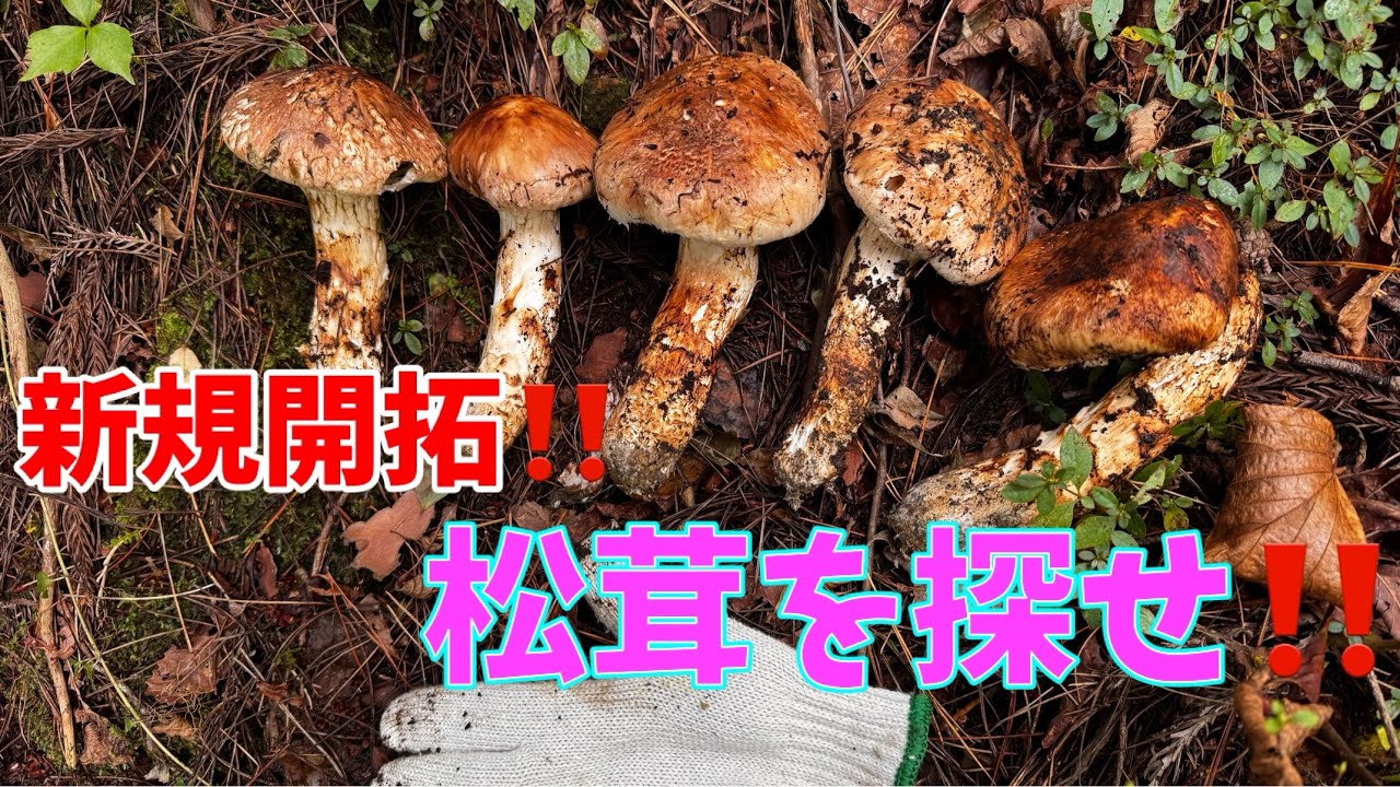 松茸ってこんなに見つかっていいの？？？霜降りシメジ、シモコシも？