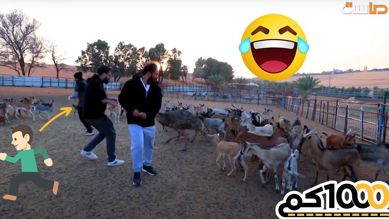 مطاردة النعامة لياسر العباس .. وراه وين ما يروح 😂🏃‍♂️