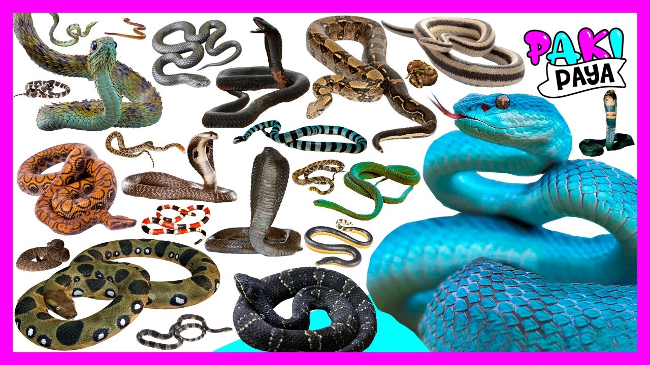 ¡TIPOS DE SERPIENTES! 🐍 Video educativo - 蛇- SNAKE - ЗМЕЯ - COBRA - SERPENT - 뱀