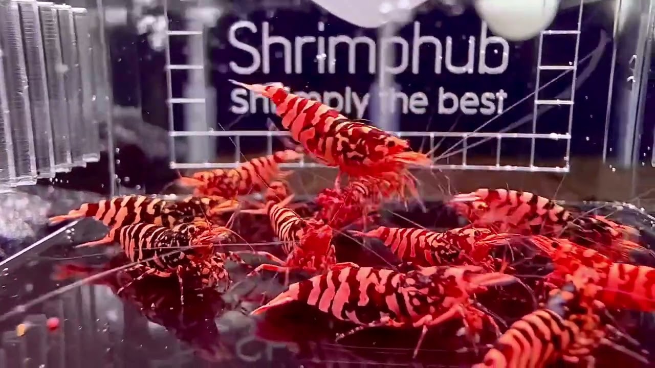 ♥️🐝Red Wasps🐝♥️