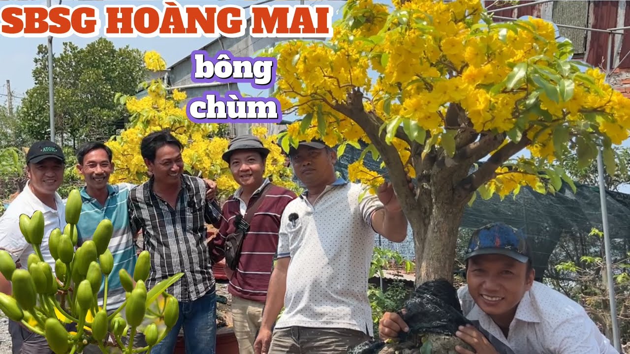 500ae giao lưu bo SBSG Hoàng Mai Tứ Quý Ghép xem cách đôn tàng hàng trăm cây ghép bốn giống vip 2024