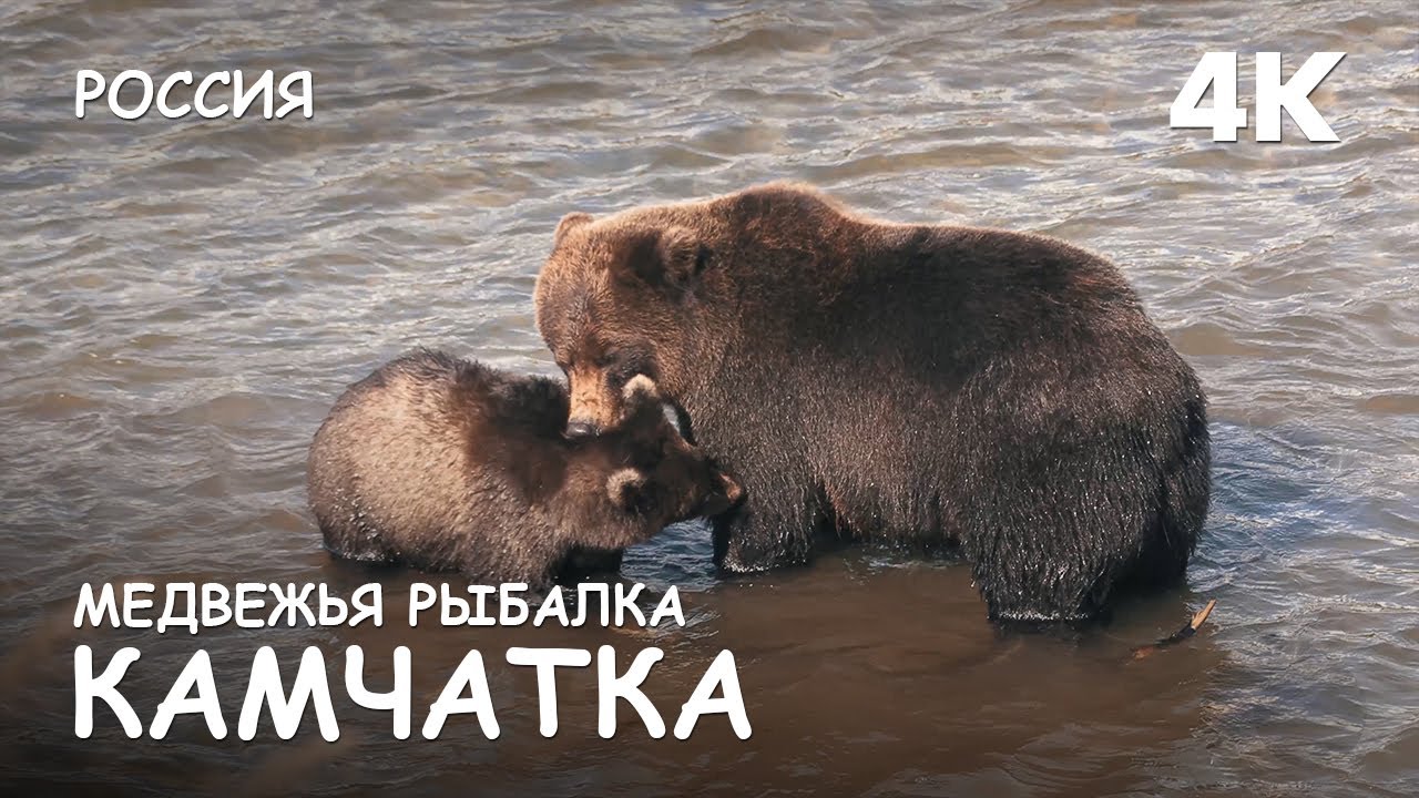 Мир Приключений -  Медведи на рыбалке. Курильское озеро. Камчатка. 4К.