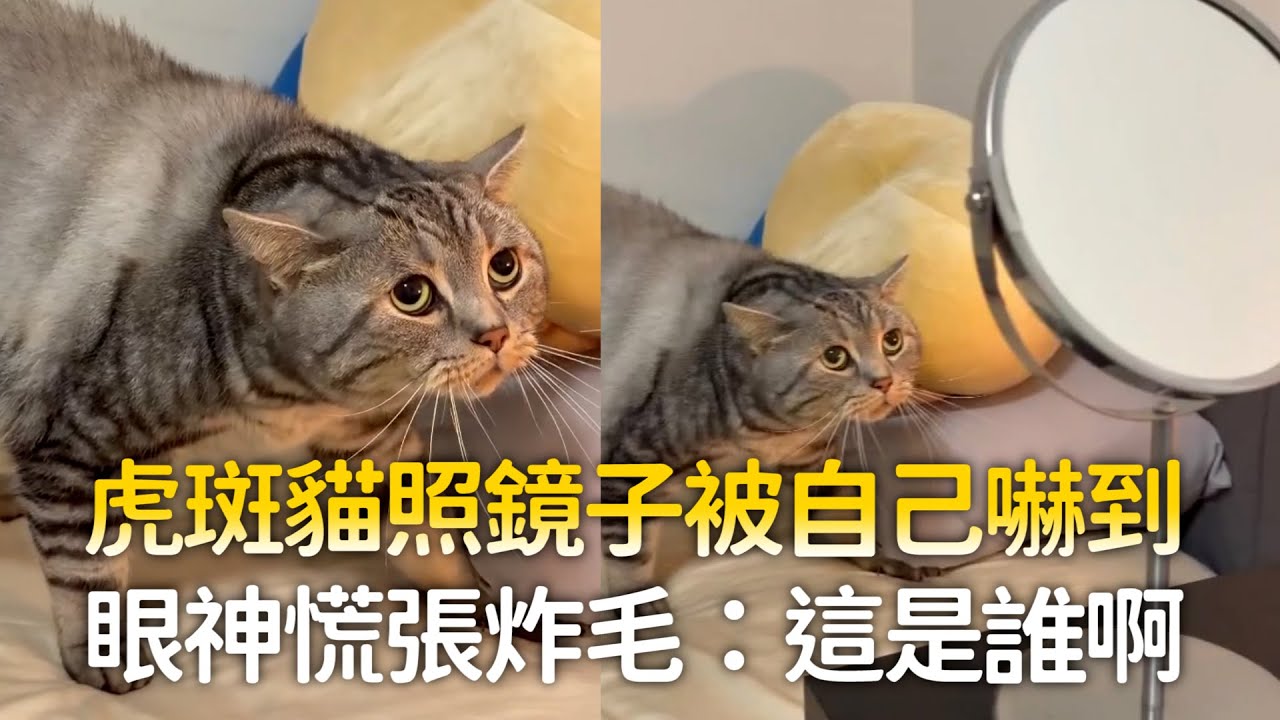 虎斑貓照鏡子被自己嚇到　眼神慌張炸毛：這是誰啊