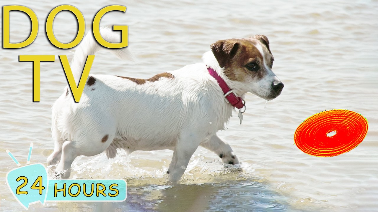 DOG TV: Video Prevent Boredom for Dogs to Watch When Home Alone All Day - Happy Music for Dogs