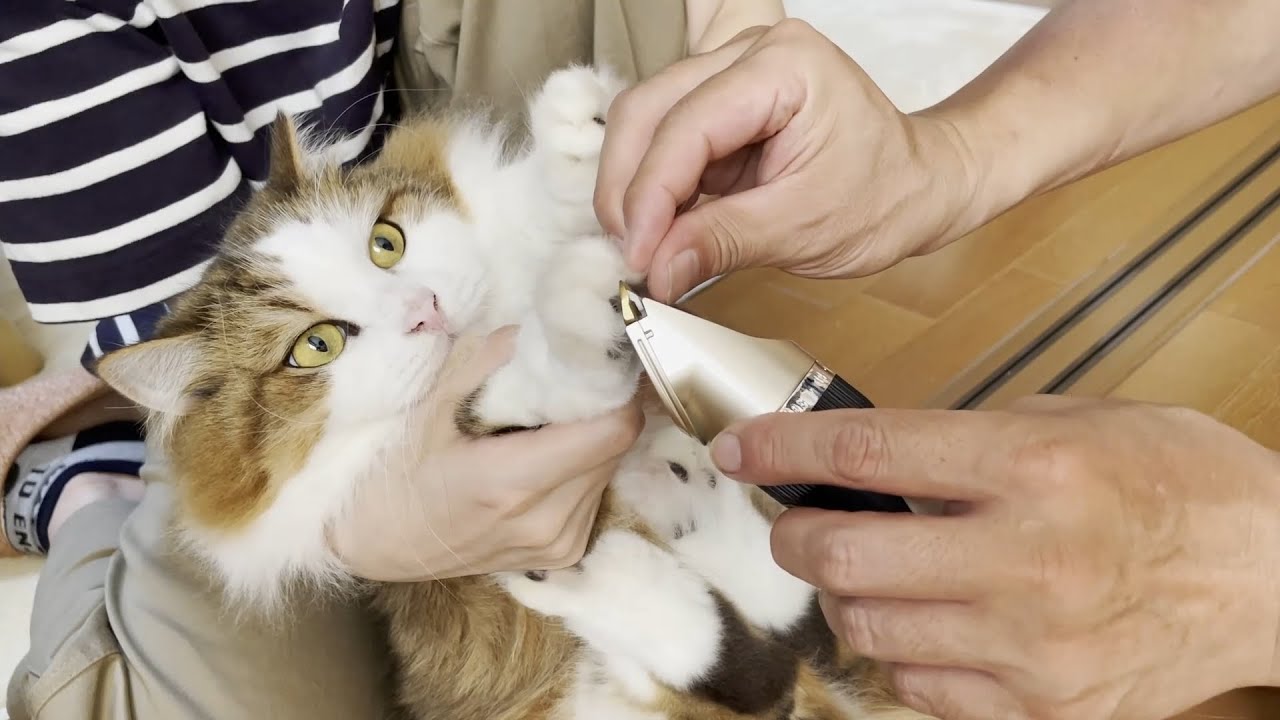 大きな毛玉と肉球の毛を刈られても大人しい猫