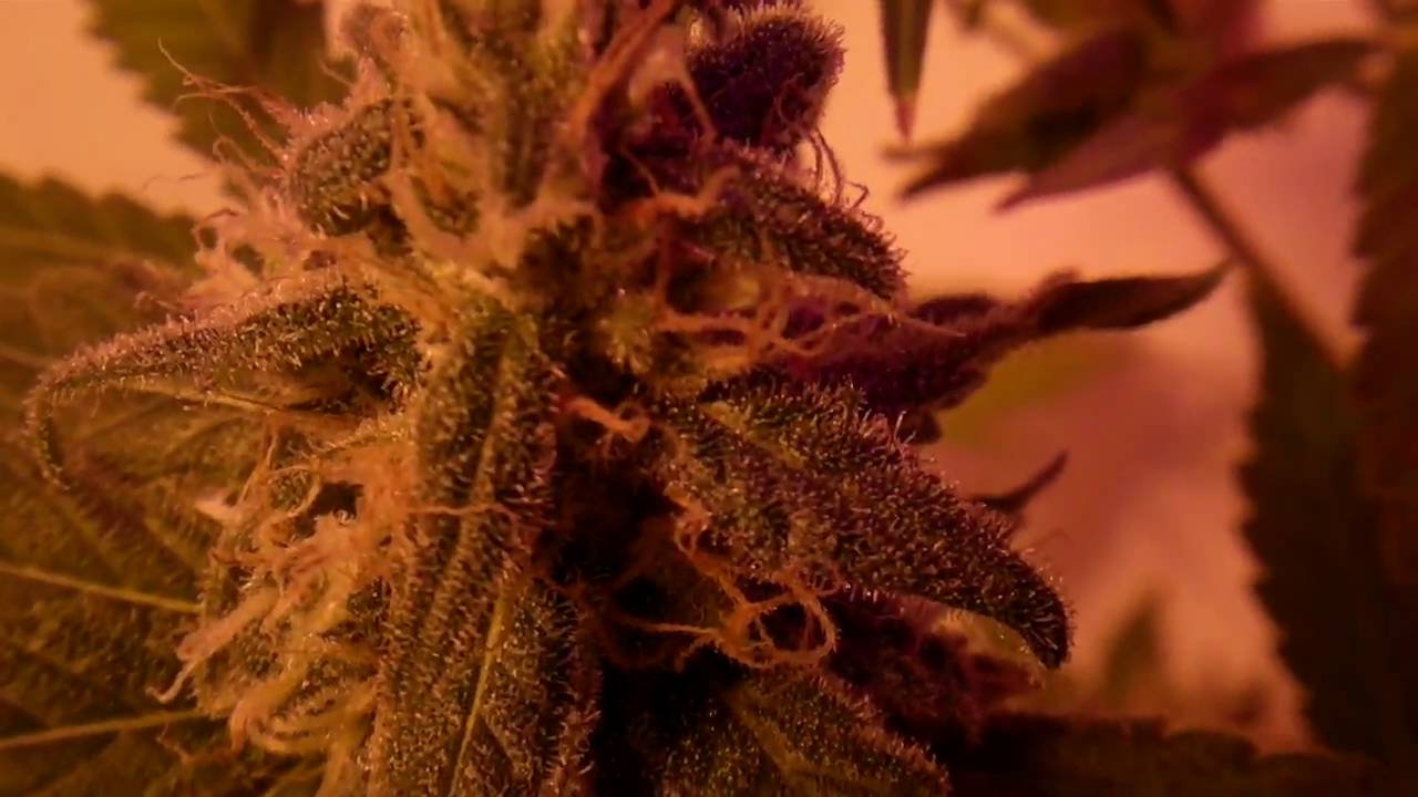 White Widow and Kings Kush