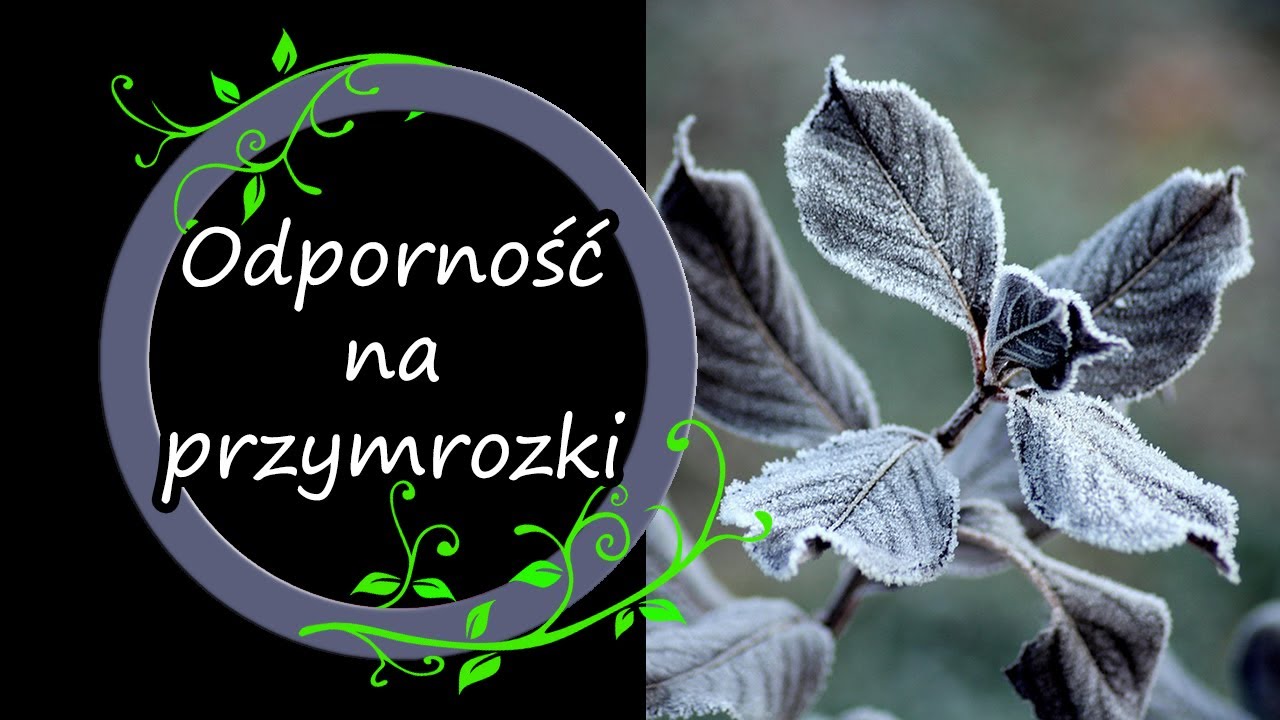 Odmiany odporne na przymrozki?