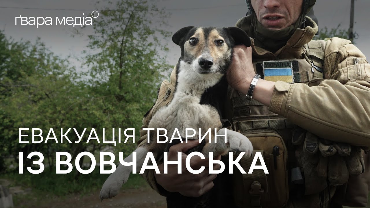 ПОРЯТУНОК ТВАРИН із ВОВЧАНСЬКА: як працюють волонтери | Ґвара