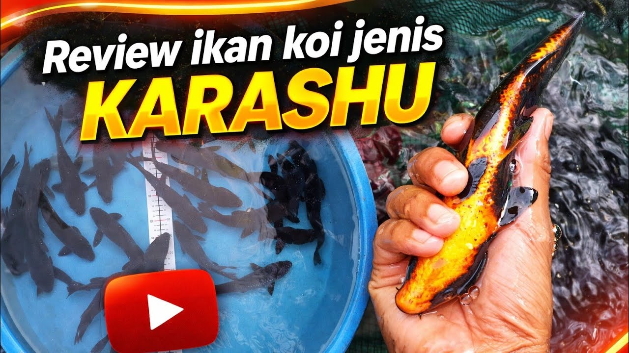 KATANYA IKAN PENOLAK BALA ⁉️ Review ikan koi karashu | Penghobi koi indramayu