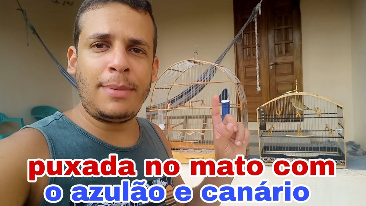 Campeada com o azulão Paraná e o canário da terra 