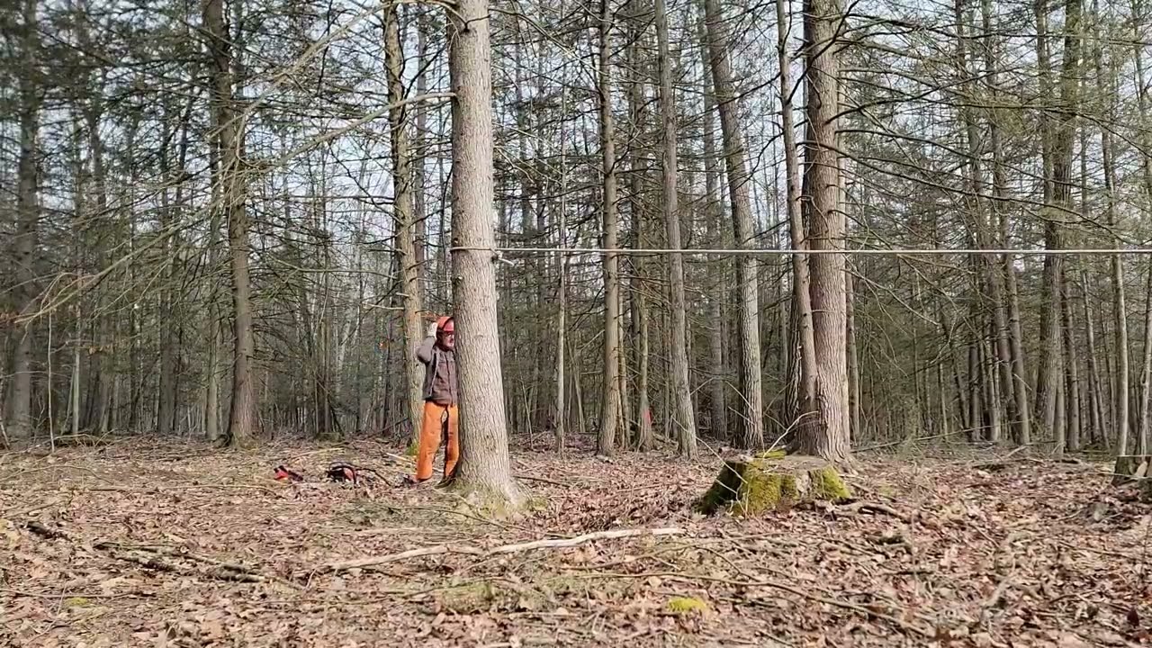Tree Falling :: 24