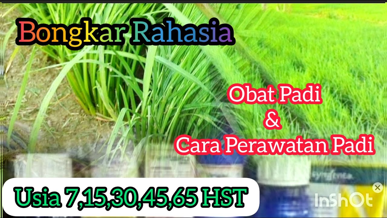 Petani Wajib Tau.!!! Obat Padi & Cara Perawatan Padi,! Umur 7,15,30,45 & 65 HST.