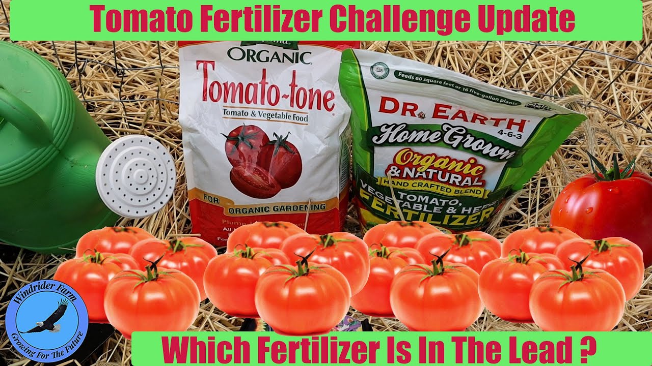 Tomato Fertilizer Challenge Update