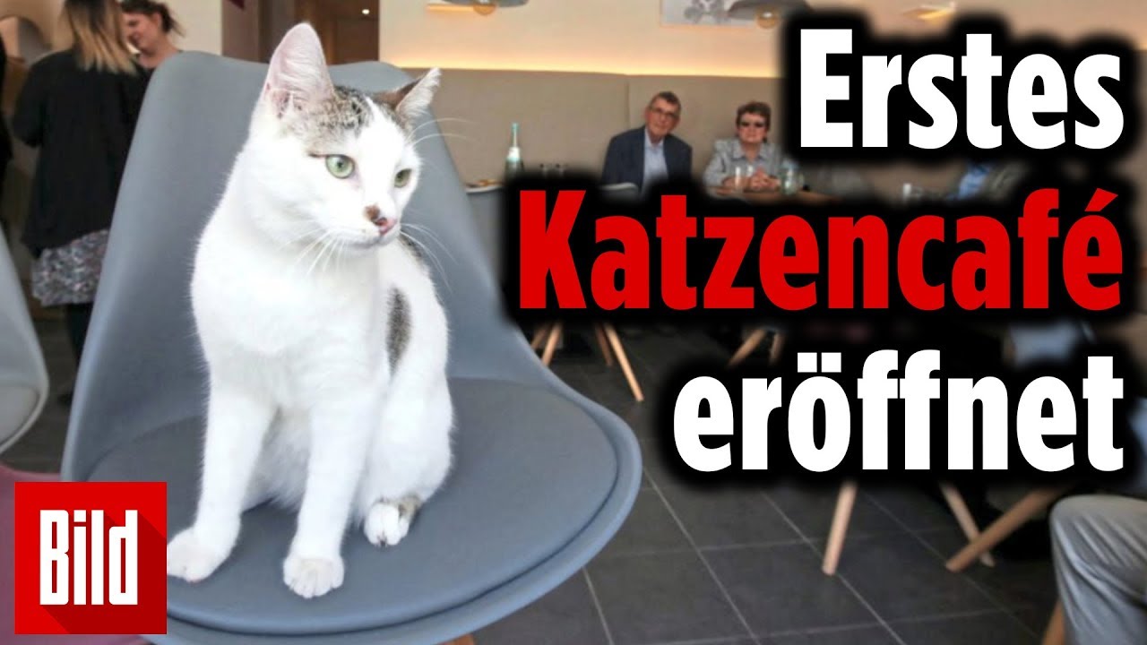 Erstes Katzencaf&eacute; in D&uuml;sseldorf er&ouml;ffnet