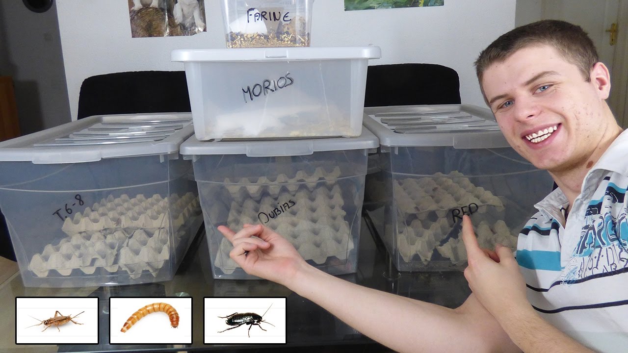 ÉLEVAGE D'INSECTES - EUBLEPHARIS