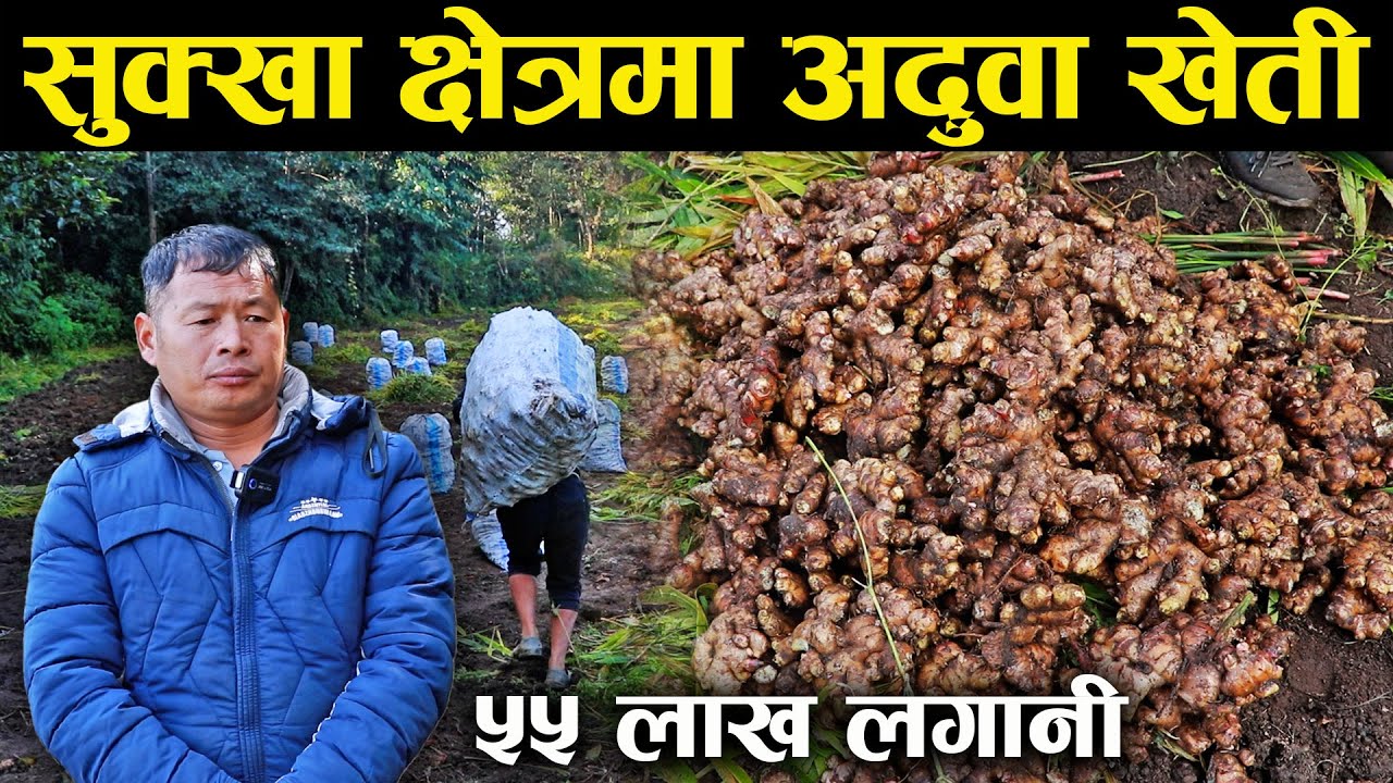 अदुवा खेती गर्न २ जनाले गरे ५५ लाख लगानी,देशकै माटोमा देखे अथाह सम्भावना