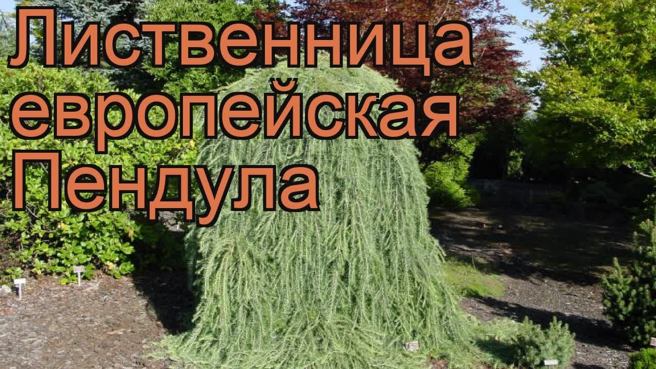 Лиственница европейская Пендула (pendula) 🌿 обзор: как сажать, саженцы лиственницы Пендула
