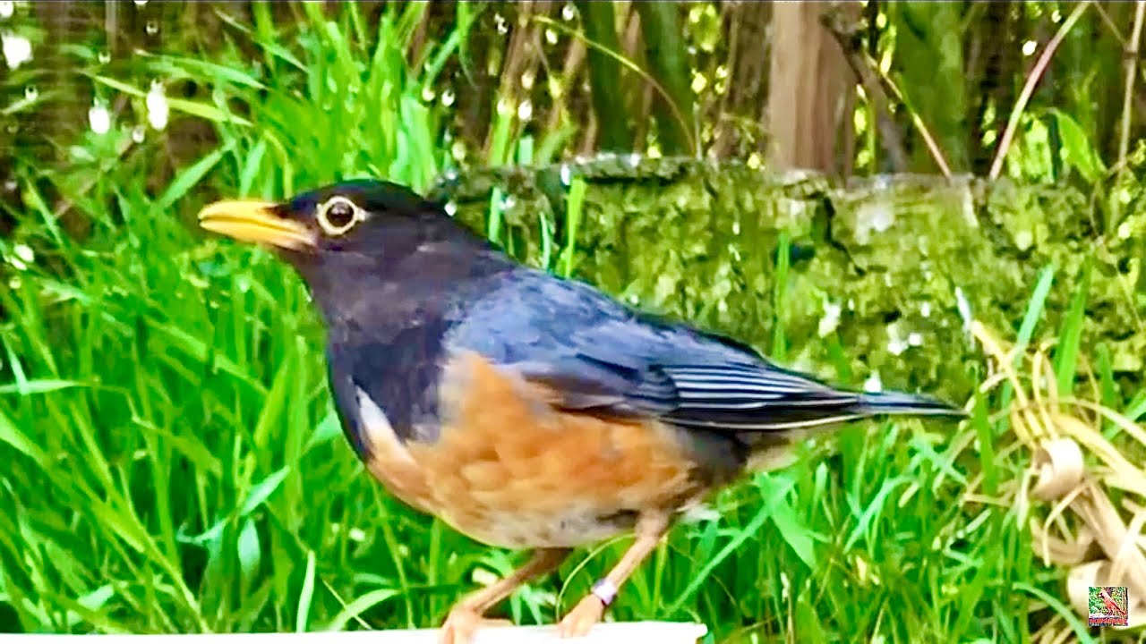 Black-breasted Thrush | Bird Aviary | Nest and eggs | Turdus dissimilis