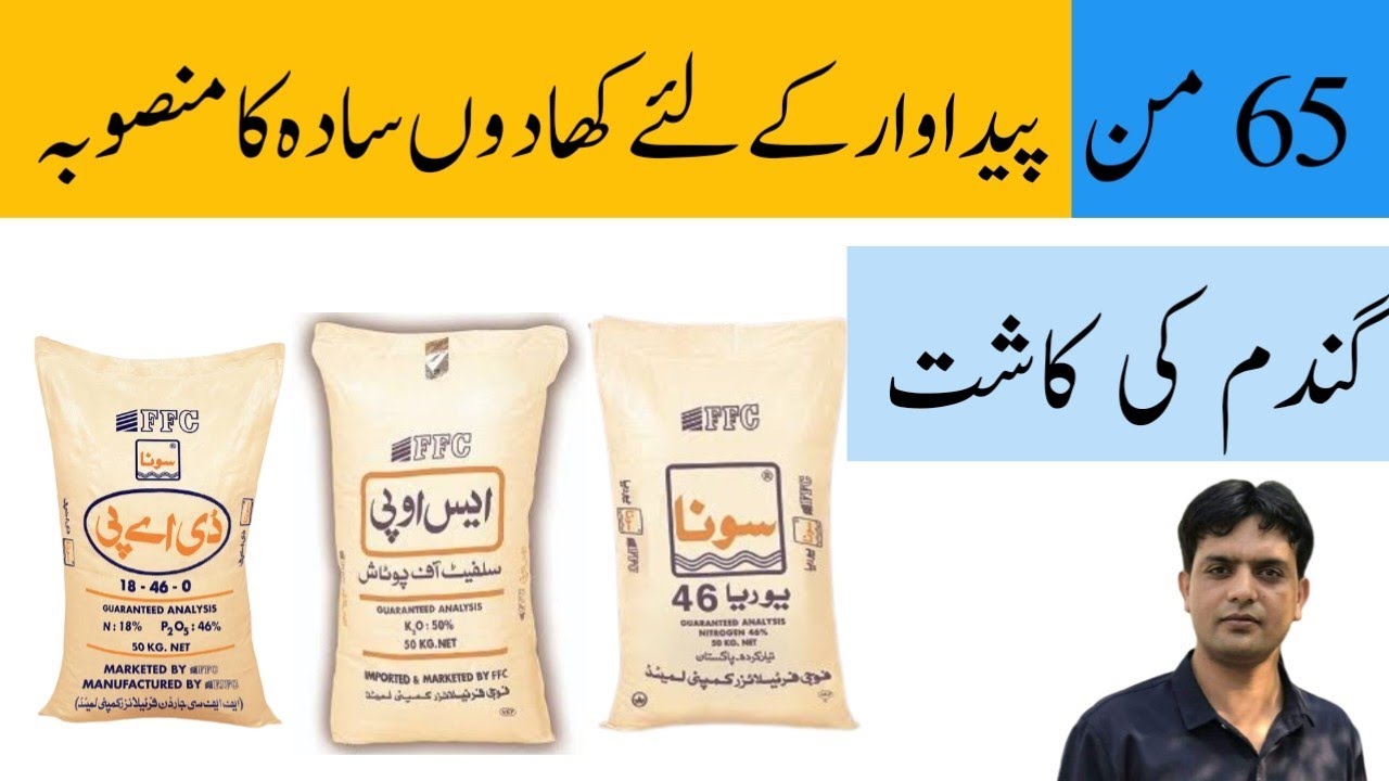 Simple fertilizer plan for Wheat to get 65 man yield | Plant Clinics | Dr. Jamil Shafi