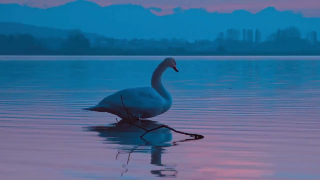 Swan Lake ( Piano Cover)