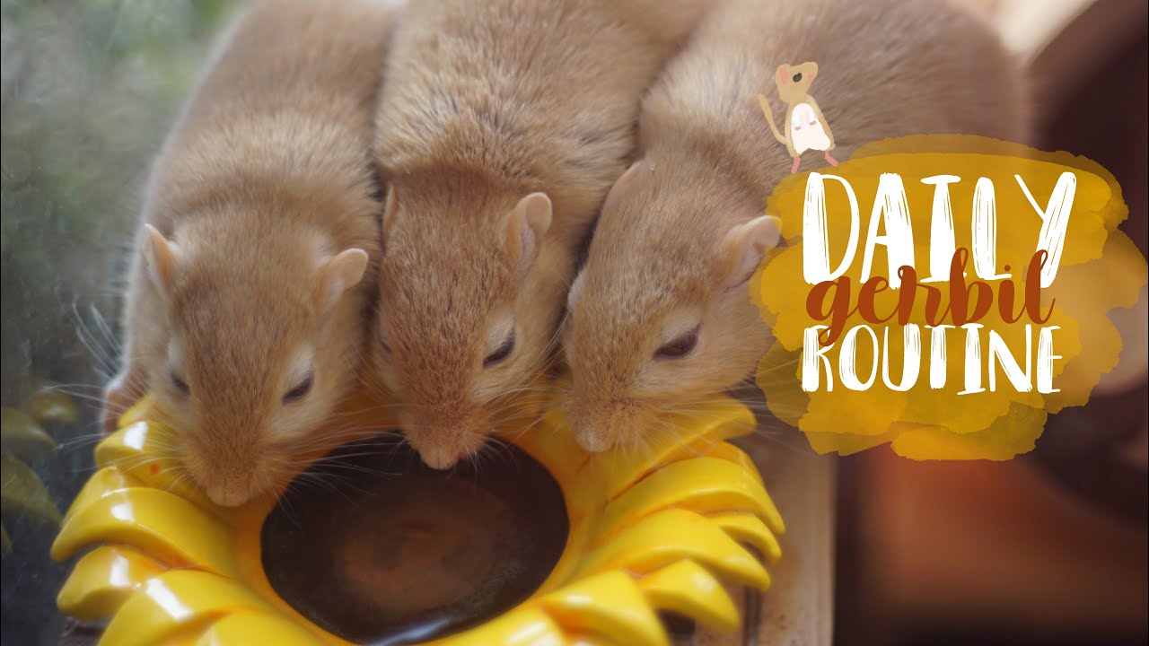 Daily Gerbil Care Routine 🐹