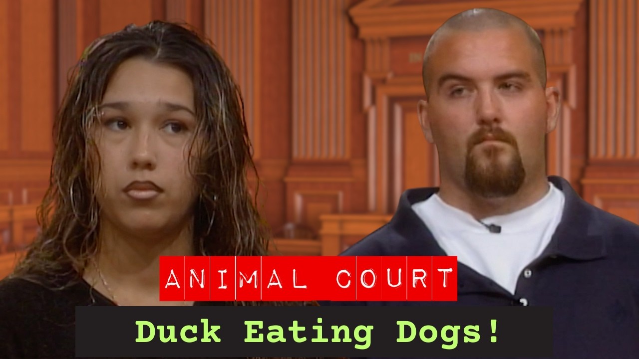 Animal Court | Duck Eating Dogs!
