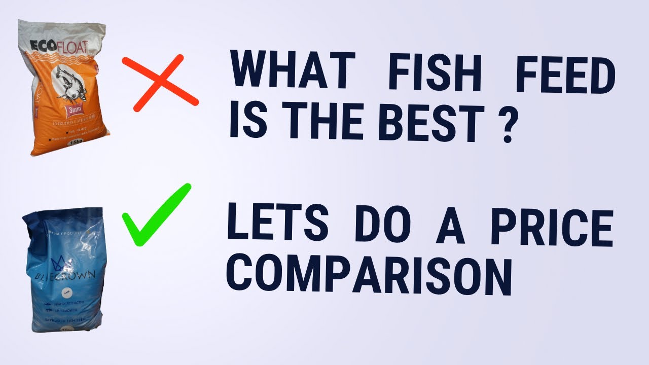 What is the BEST FISH FEED to use ? Quick Growth !